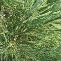 Sequoiadendron giganteum rameau